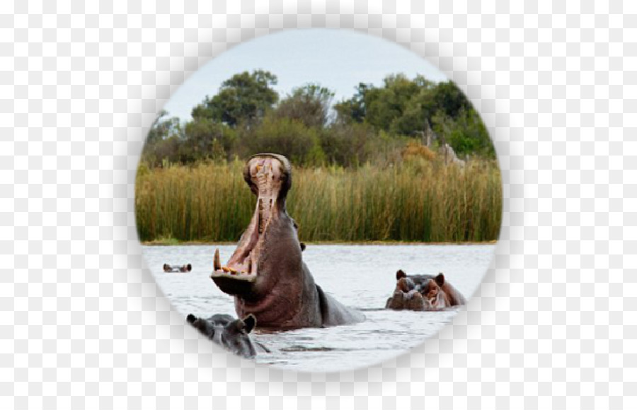 Las Cataratas Victoria，Delta Del Okavango PNG