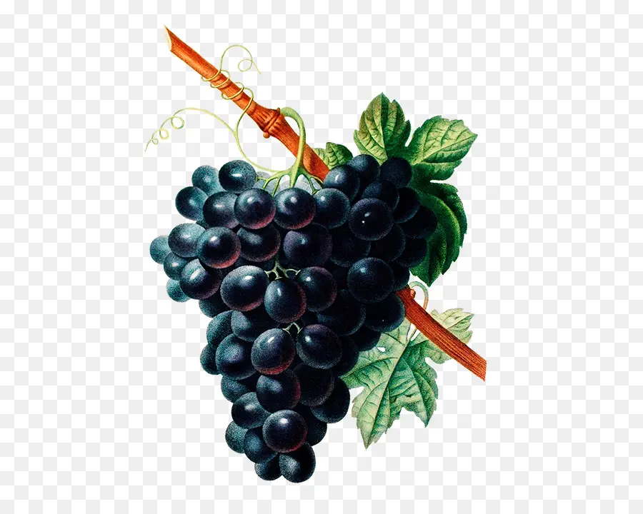 Uvas Negras，Enredadera PNG