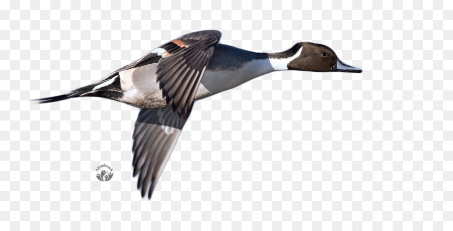 El ánade Real，Pato PNG