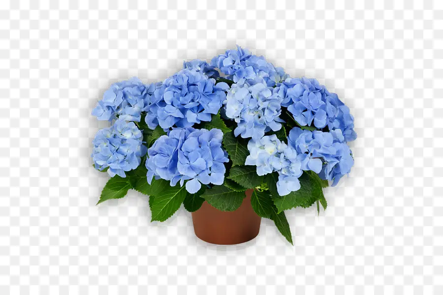 Flores Azules，Hortensia PNG