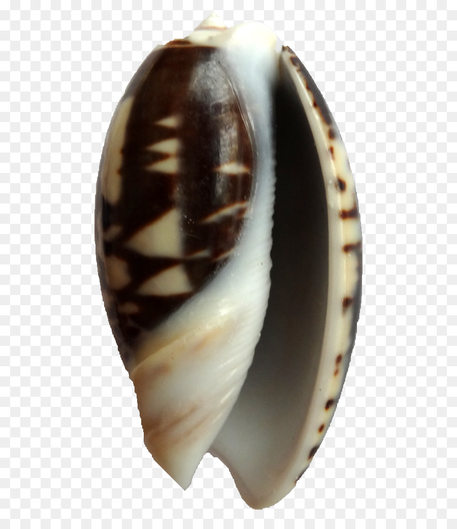 Almeja，Concha PNG