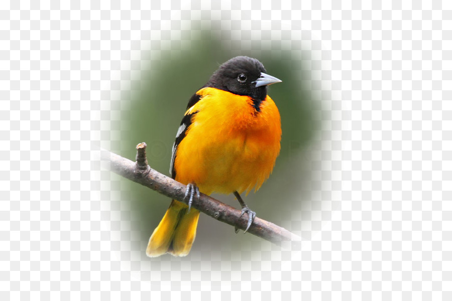 Viejo Mundo Orioles，Aves PNG