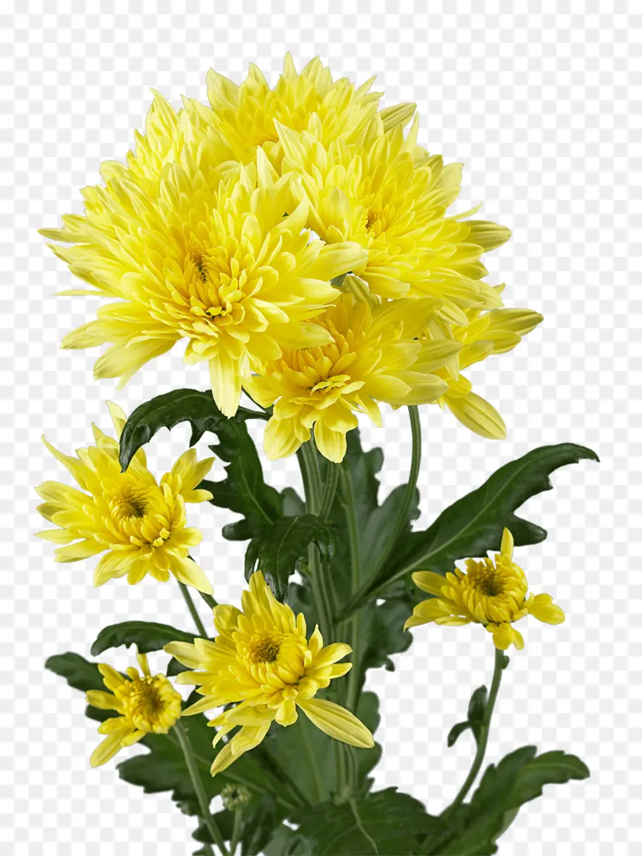 Crisantemo，Manta De Flores PNG
