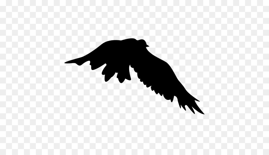 Aves，Vuelo PNG