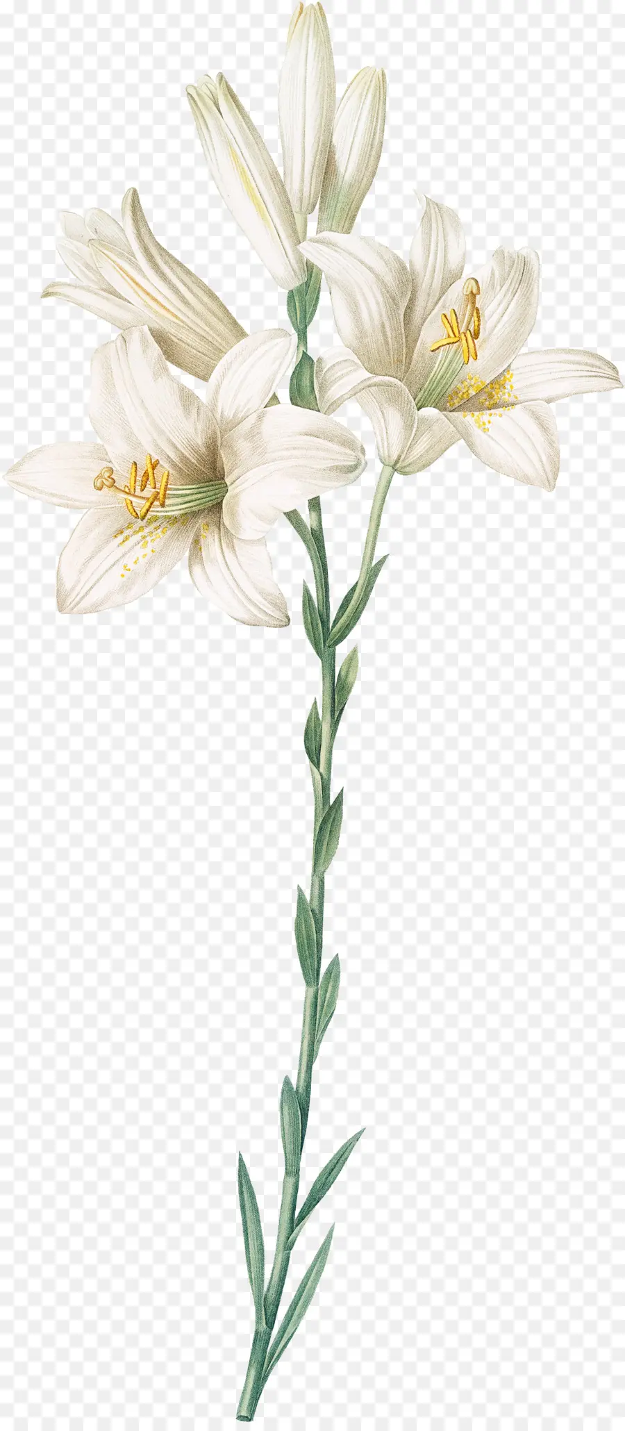 Madonna Lily，Naranja Lily PNG