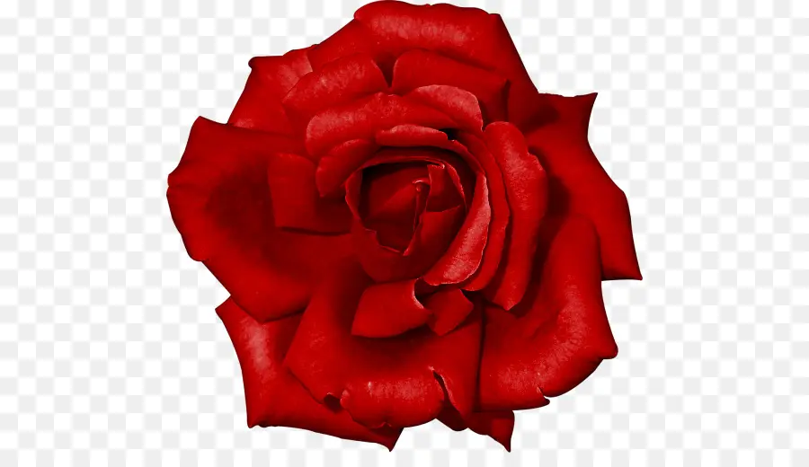 Las Rosas De Jardín，Rojo PNG