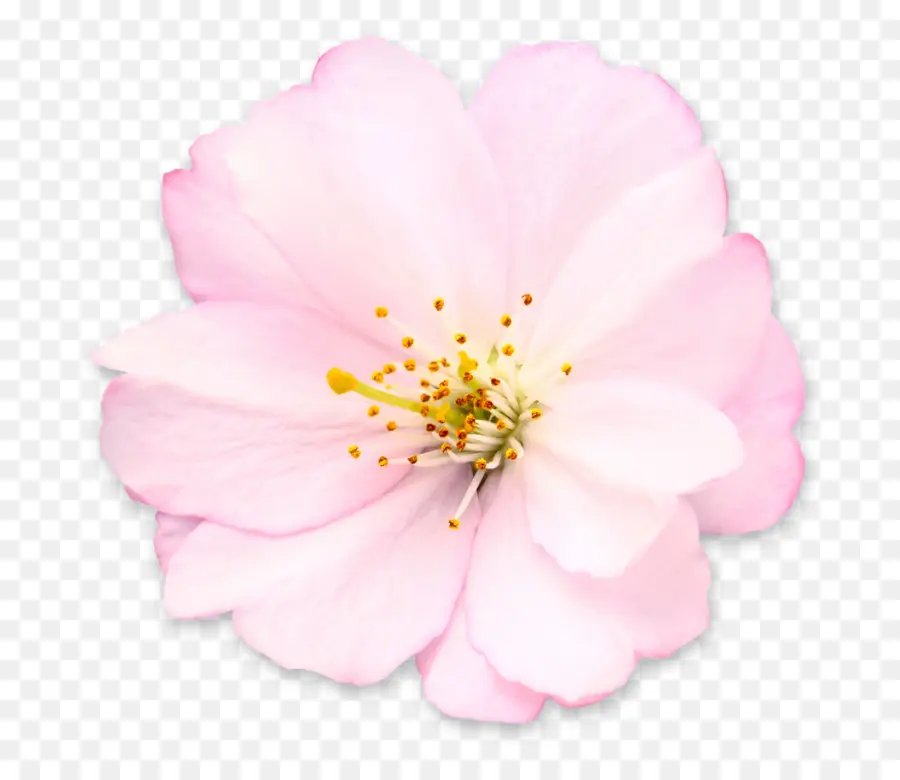 De Los Cerezos En Flor，Royaltyfree PNG