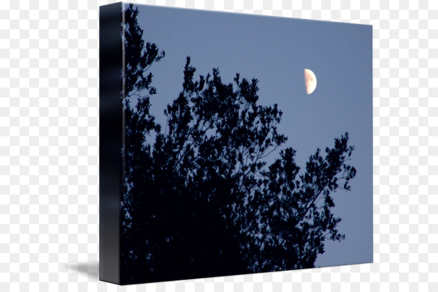 Luna Y árboles，Noche PNG