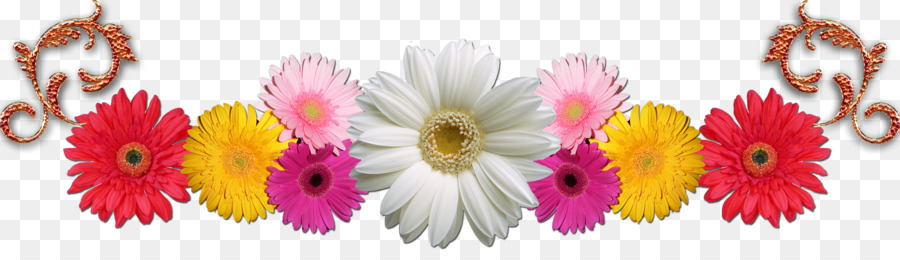 Transvaal Daisy，Las Flores Cortadas PNG