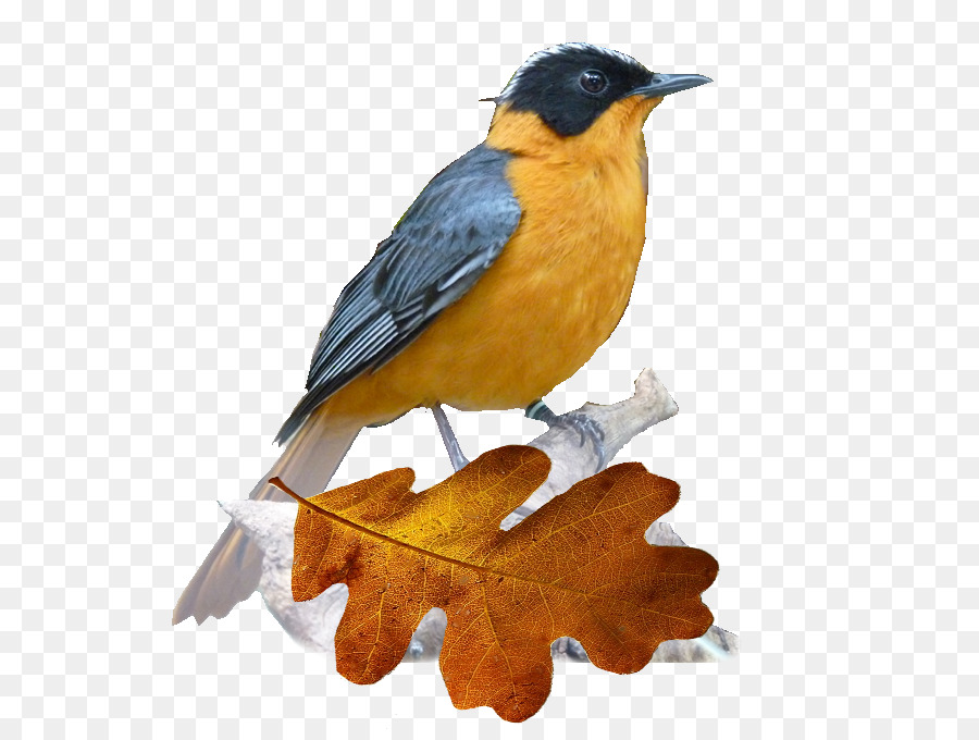 Pico，Aves PNG