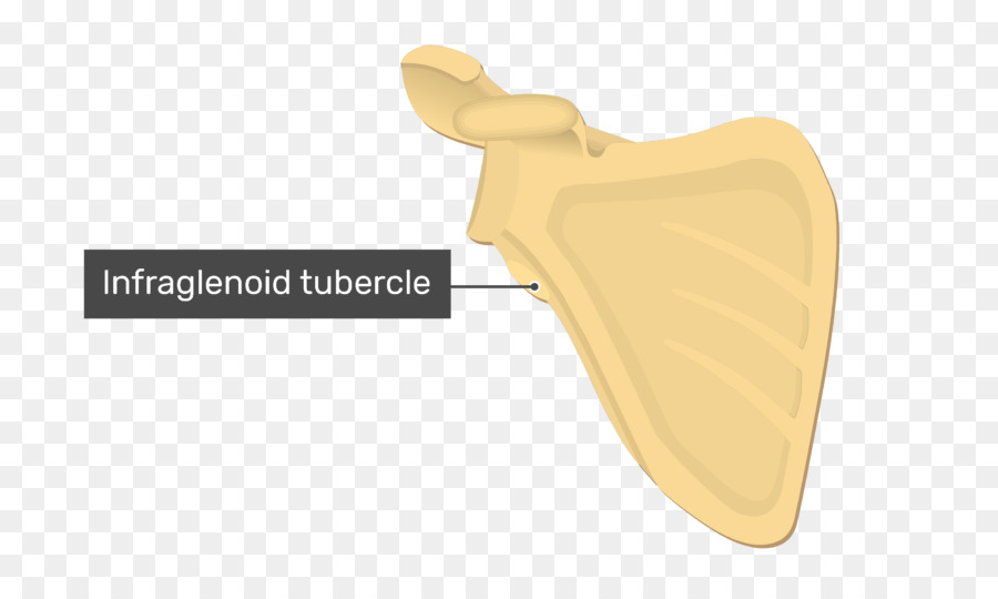 Tubérculo Infraglenoide，Tubérculo PNG