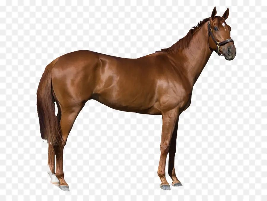 Caballo，Equino PNG