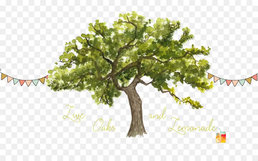 árbol，Roble PNG