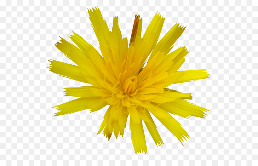 Diente De León，Flor PNG