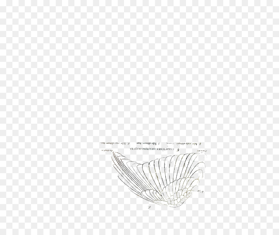 Pluma，Blanco PNG