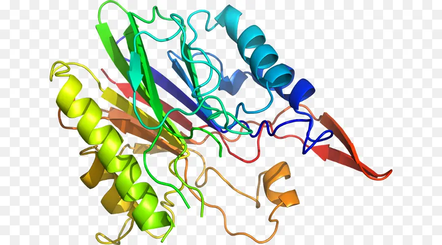 La Proteína，La Bioinformática PNG