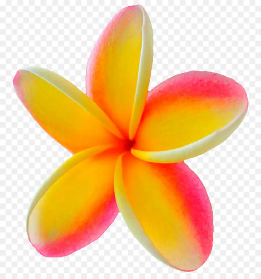 Flor Rosa Y Amarilla，Pétalos PNG