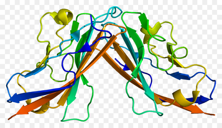 El Virus De Coxsackie Y Adenovirus Receptor，Adenoviridae PNG