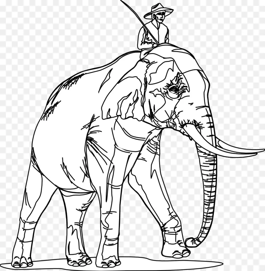 Arte Lineal，Elefante Indio PNG