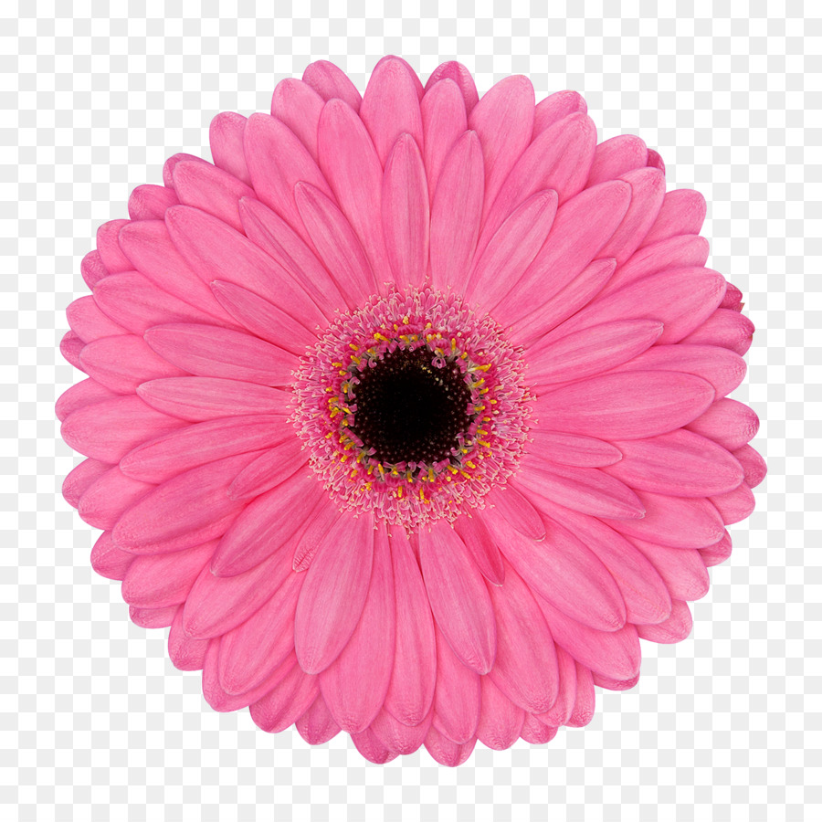 Flores Rosadas，Florecer PNG