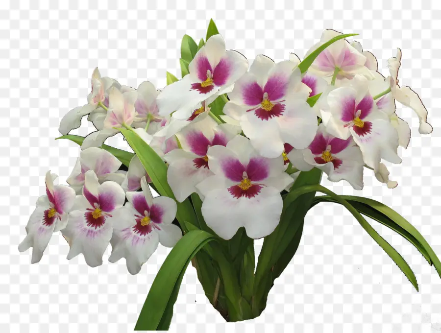 Orquídeas，Cortar Flores PNG