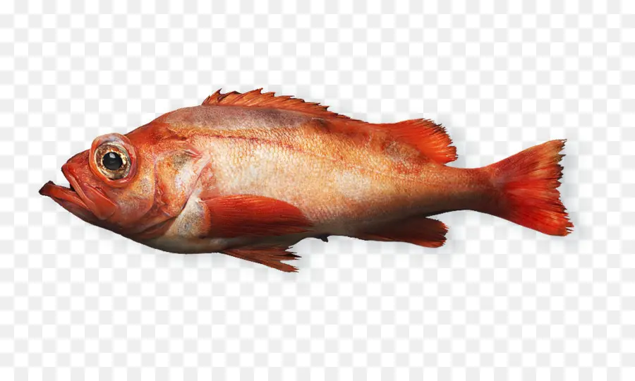 Pargo Rojo Del Norte，Productos Para Pescado PNG