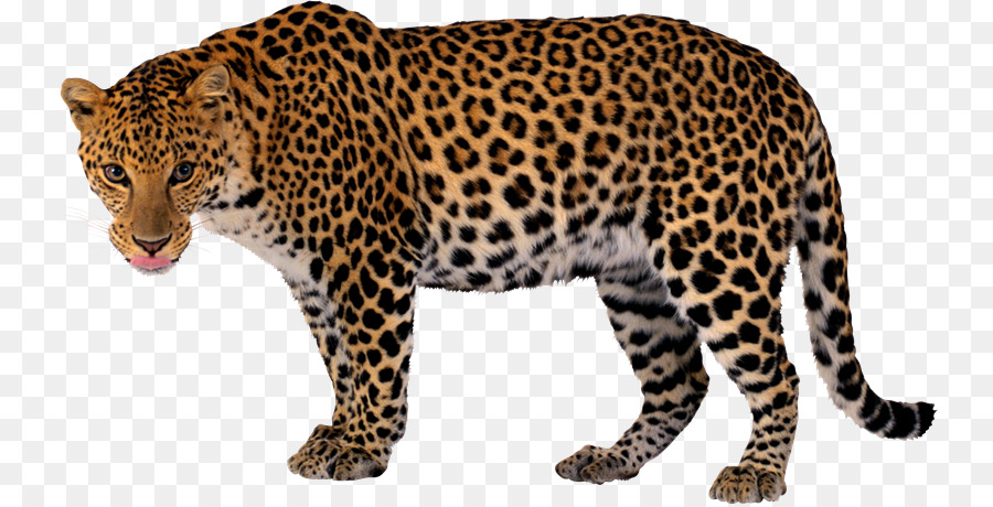 Leopardo，Manchado PNG