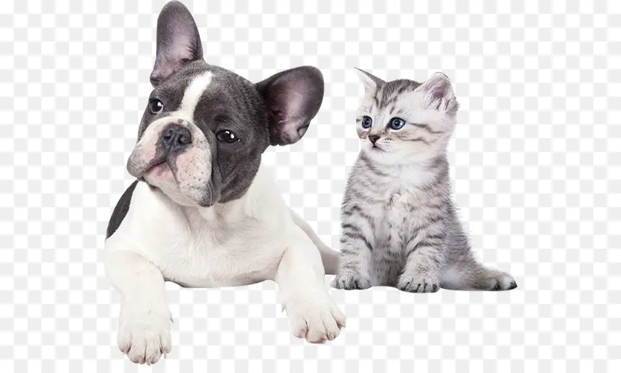 Cachorro Y Gatito，Lindo PNG