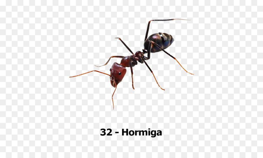 Hormiga，Los Insectos PNG