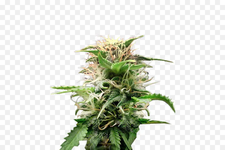 El Cannabis，Cultivar PNG