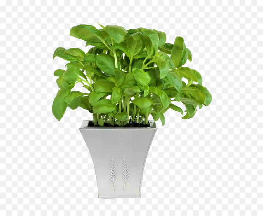 Maceta，Planta De Interior PNG