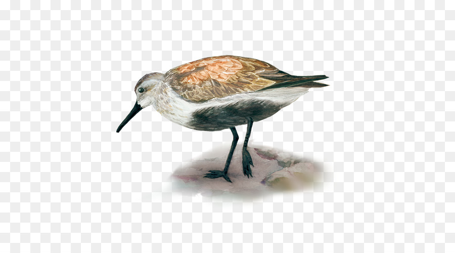 Dunlin，Piedra De Turndy PNG