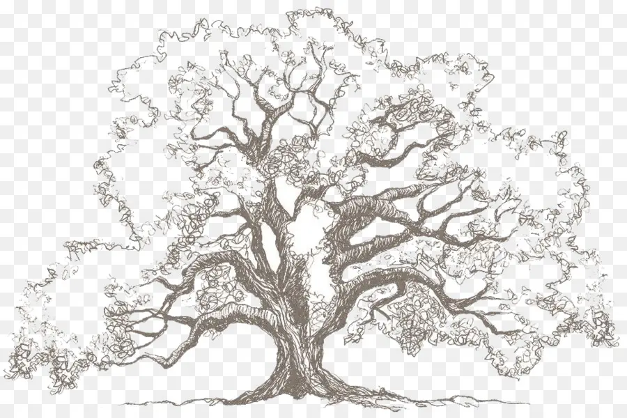 Árbol，Sucursales PNG