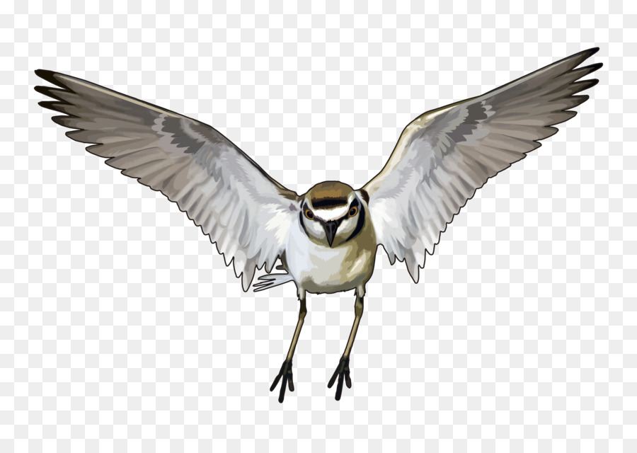 Pico，Aves PNG