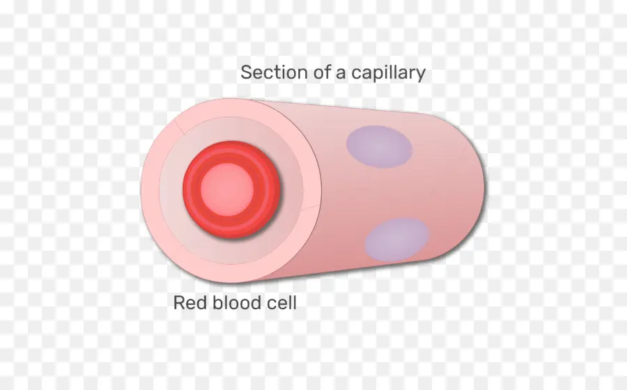 Células Rojas De La Sangre，La Sangre PNG