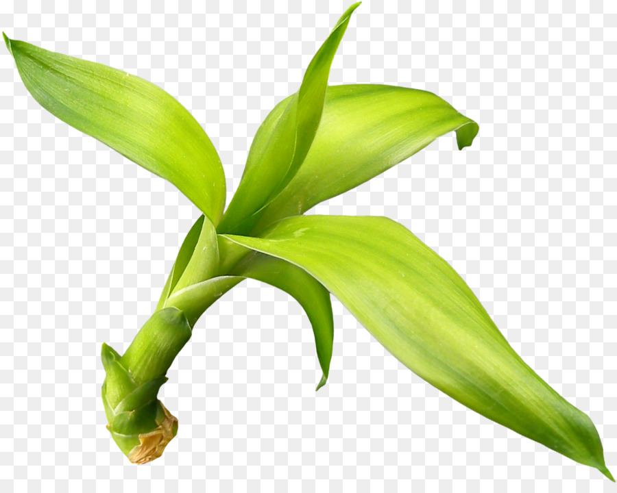 Hoja，Jersey Lily PNG