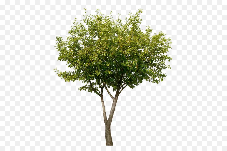 Árbol，Hojas PNG