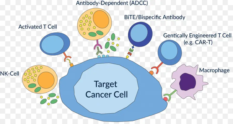 La Inmunoterapia Del Cáncer，La Inmunoterapia PNG