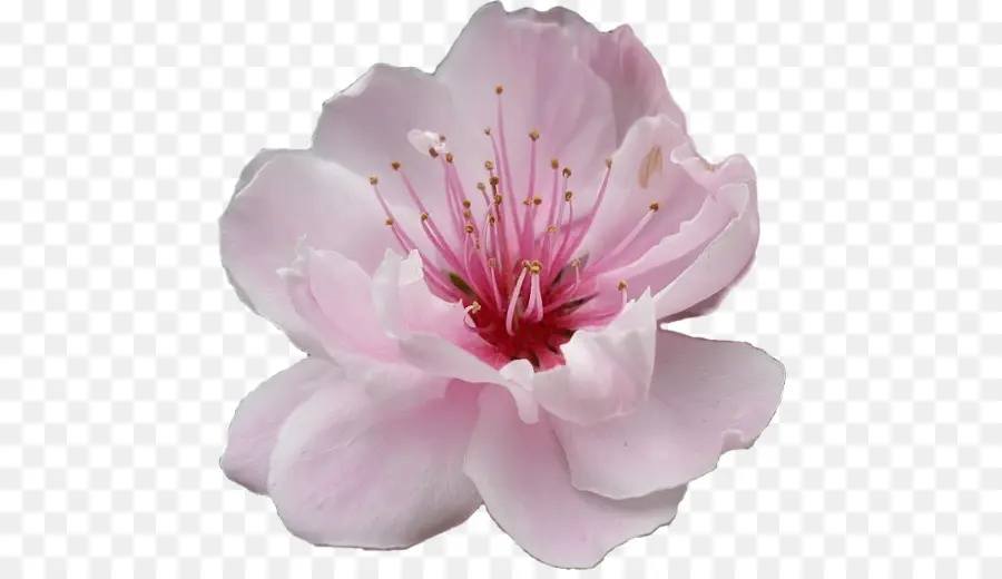 Flor Rosa，Florecer PNG