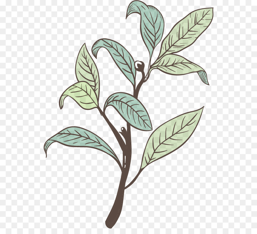 Té De La Burbuja，La Fruta PNG