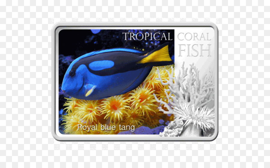 Yellow Tang，Animal PNG