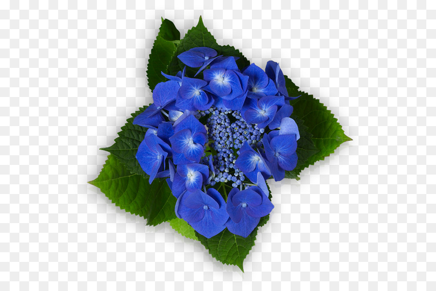 Hortensia，Azul PNG