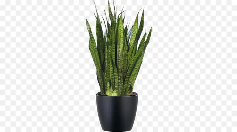 La Víbora De La Cuerda De Cáñamo，Sansevieria Zeylanica PNG