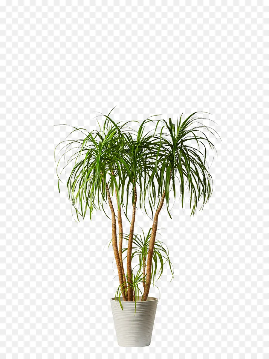 Arecaceae，Planta De Interior PNG