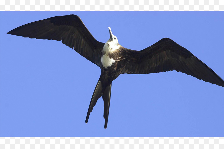 Águila Calva，Islas Galápagos PNG