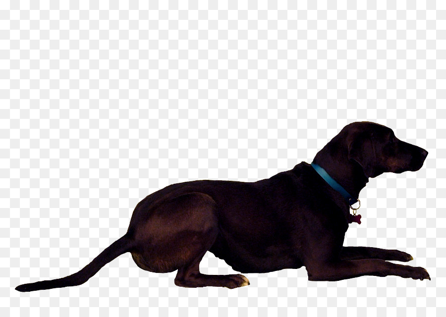 Perro Negro，Mascota PNG