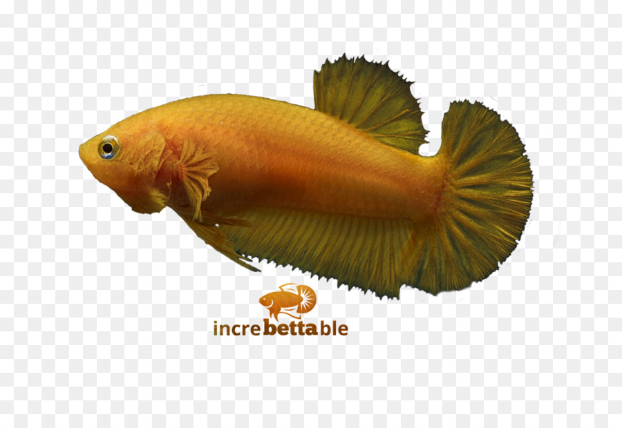 Peces Luchadores Siameses，Rojo PNG