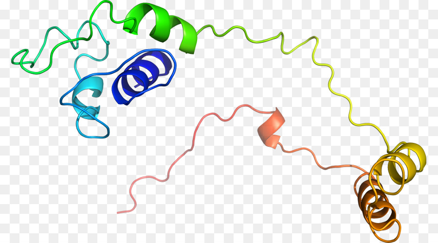 Proteína，Molécula PNG