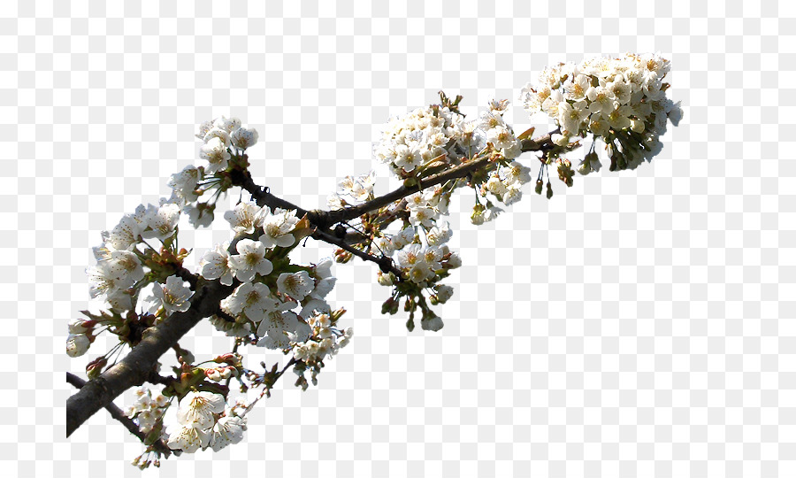 De Los Cerezos En Flor，Flor PNG