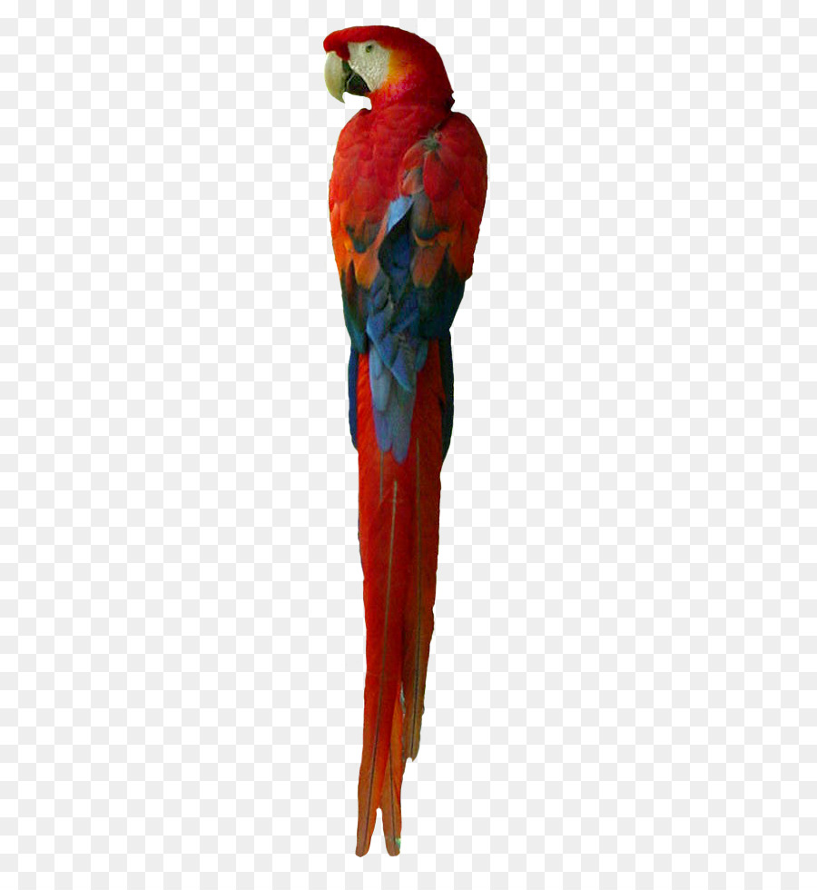 Guacamayo，Loriini PNG